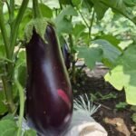 aubergine 1