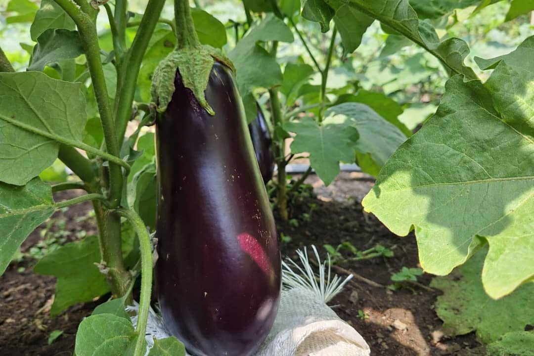 aubergine 1