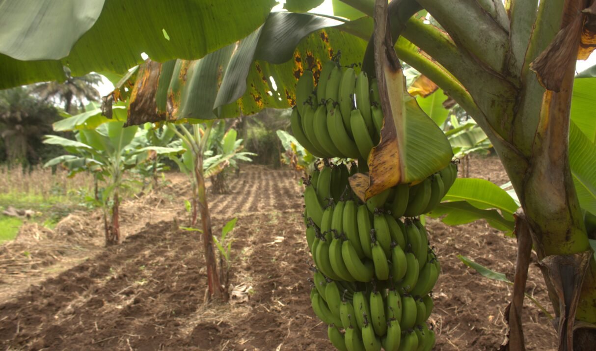 𝗥𝗘𝗡𝗙𝗢𝗥𝗖𝗘𝗥 𝗟&rsquo;𝗛𝗘𝗥𝗜𝗧𝗔𝗚𝗘 𝗗𝗘 𝗟𝗔 𝗚𝗨𝗜𝗡𝗘𝗘 𝗘𝗡 𝗠𝗔𝗧𝗜𝗘𝗥𝗘 𝗗𝗘 𝗕𝗔𝗡𝗔𝗡𝗘𝗦