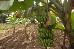 𝗥𝗘𝗡𝗙𝗢𝗥𝗖𝗘𝗥 𝗟&rsquo;𝗛𝗘𝗥𝗜𝗧𝗔𝗚𝗘 𝗗𝗘 𝗟𝗔 𝗚𝗨𝗜𝗡𝗘𝗘 𝗘𝗡 𝗠𝗔𝗧𝗜𝗘𝗥𝗘 𝗗𝗘 𝗕𝗔𝗡𝗔𝗡𝗘𝗦