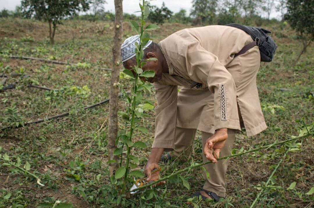 La Taille des Orangers et des Manguiers : Un Savoir-Faire Crucial pour Maximiser la Production
