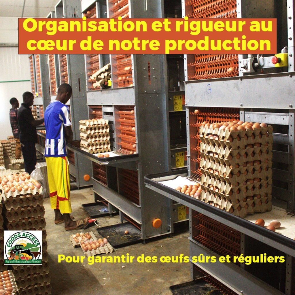 De la Tempête au Triomphe: Le véritable Voyage des Entrepreneurs agricoles en Guinée