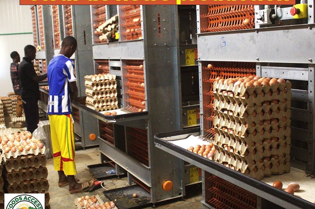 De la Tempête au Triomphe: Le véritable Voyage des Entrepreneurs agricoles en Guinée
