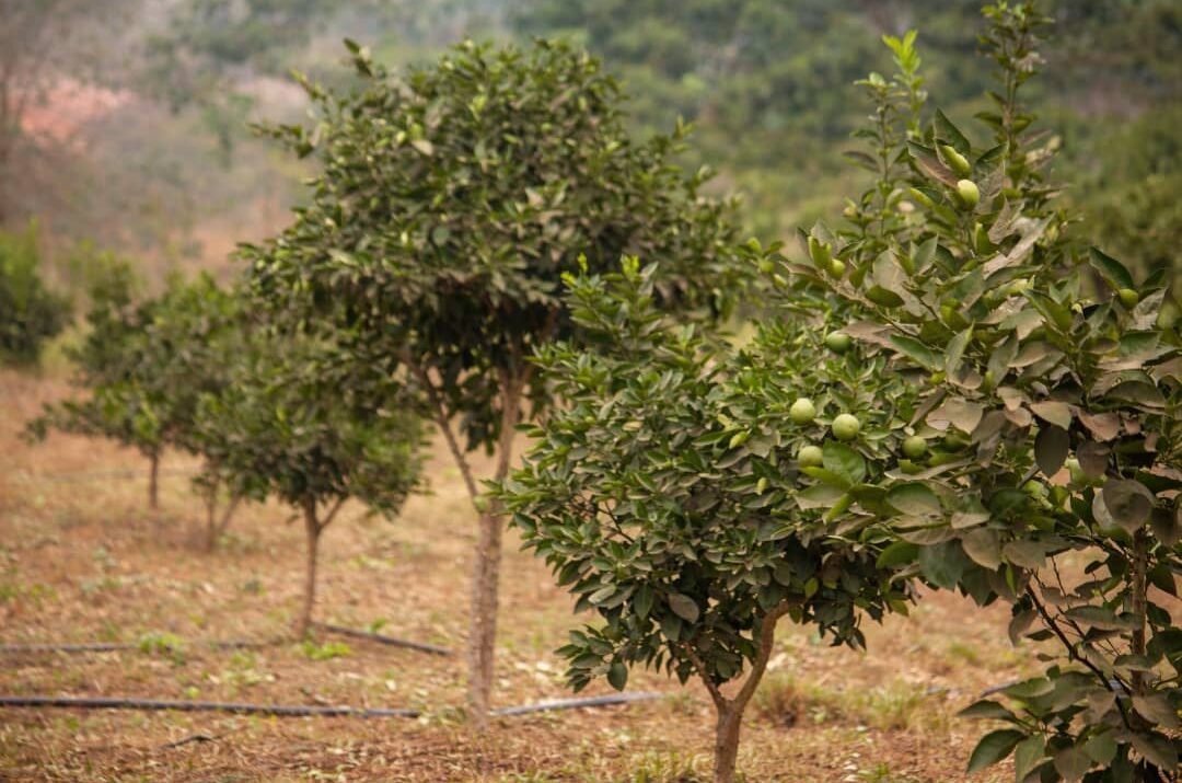 Foods Access : Une agriculture innovante au cœur de la nature guinéenne