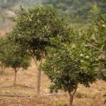 photo site du 11 fevrier ok