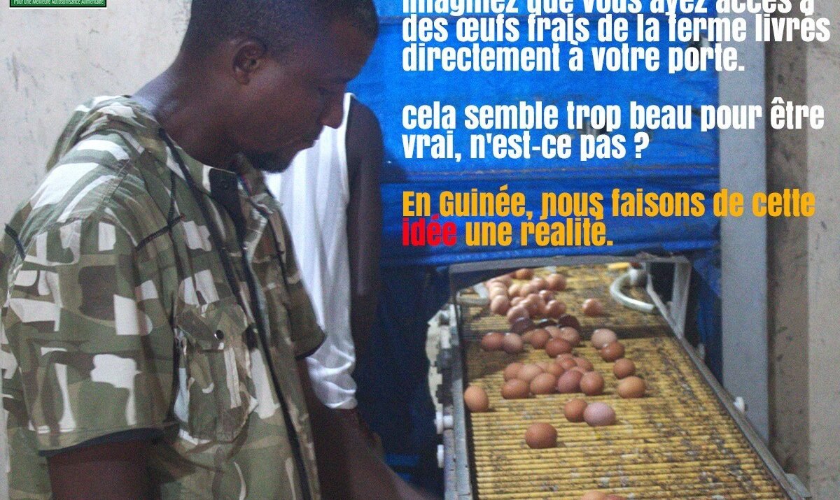 Assurez la fraîcheur : Les œufs frais pour une Guinée autosuffisante en alimentation