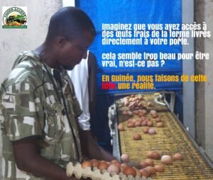 Assurez la fraîcheur : Les œufs frais pour une Guinée autosuffisante en alimentation