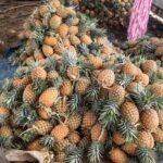 Retour sur 2025 : Le FODA Investit 37 Milliards GNF pour Révolutionner l'Agriculture en Guinée femmes et ananas 3