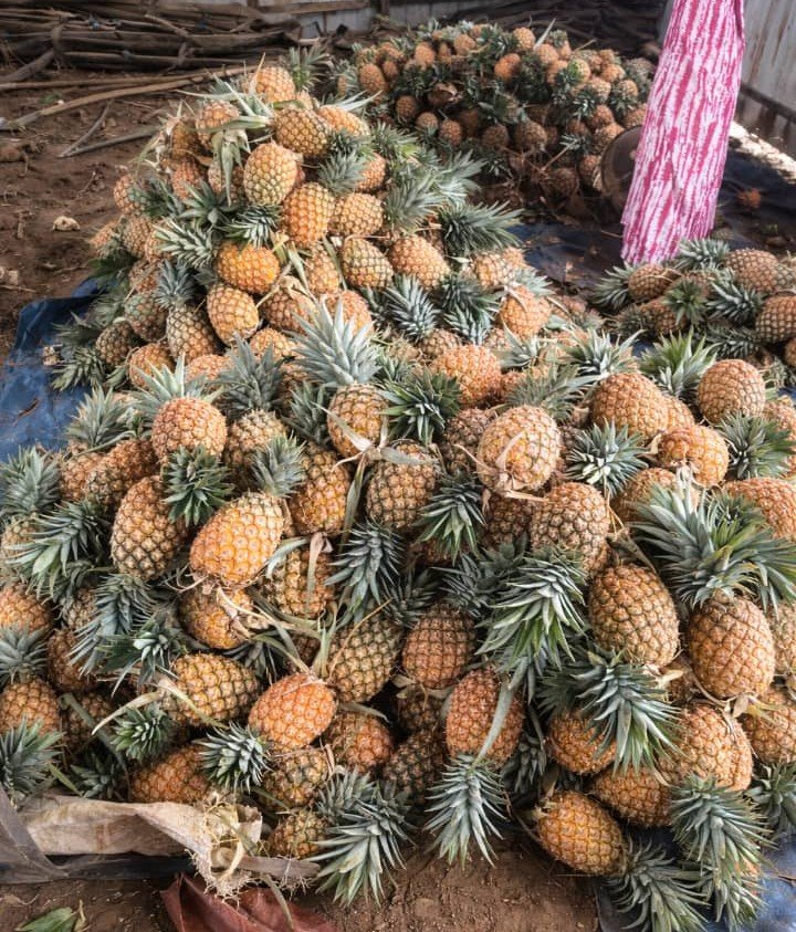 Retour sur 2025 : Le FODA Investit 37 Milliards GNF pour Révolutionner l'Agriculture en Guinée femmes et ananas 3