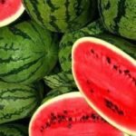 Conseils essentiels pour réussir la culture de pastèques à contre-saison (Octobre-Avril) pastèque 1