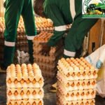 Conseils pratiques pour conserver les œufs à la maison et préserver leur fraîcheur photo illustration article site