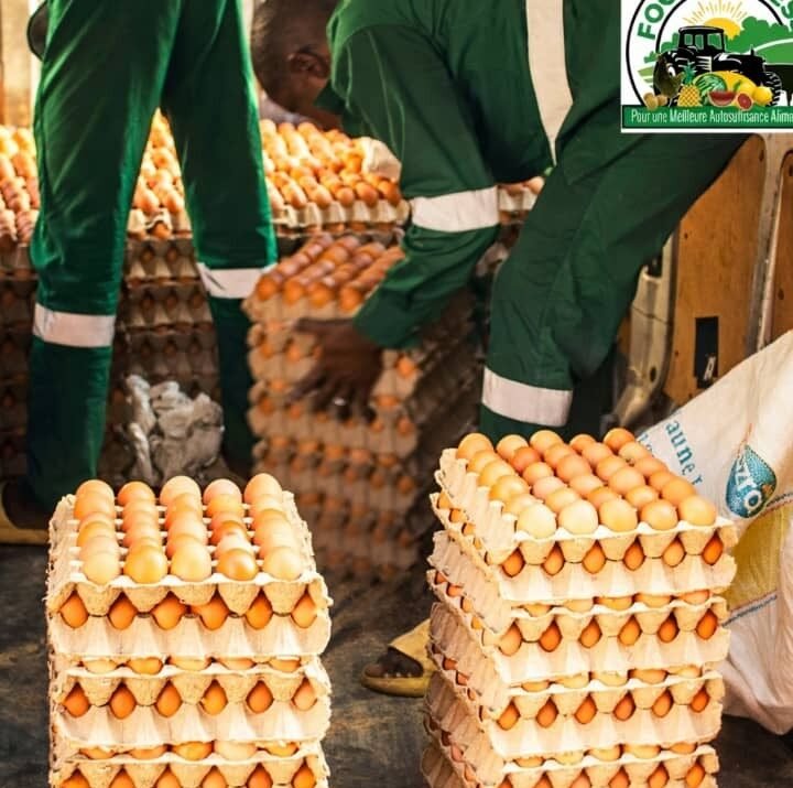 Conseils pratiques pour conserver les œufs à la maison et préserver leur fraîcheur