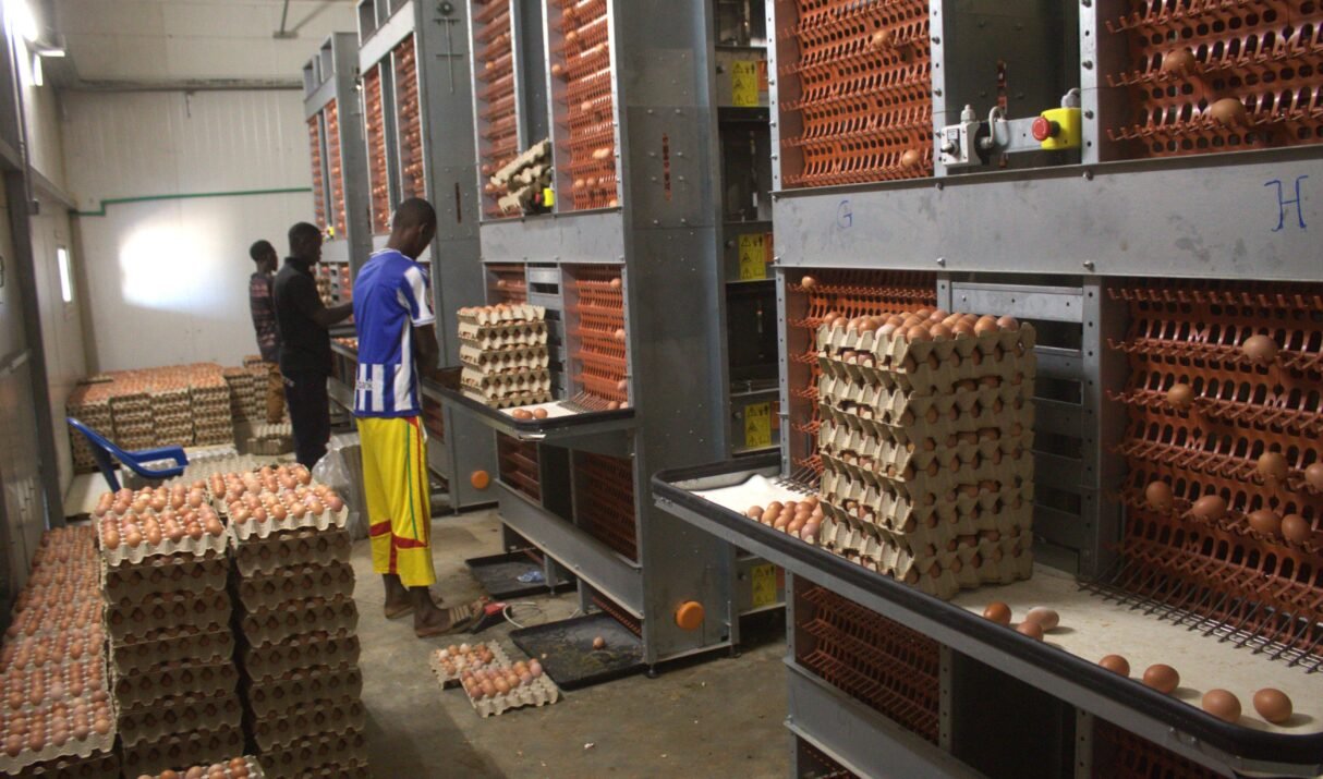 Les Bienfaits des Œufs pendant le Ramadan : Un Choix Sain pour le Sahur en Guinée