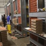 Les Bienfaits des Œufs pendant le Ramadan : Un Choix Sain pour le Sahur en Guinée vue principale des 4 cages