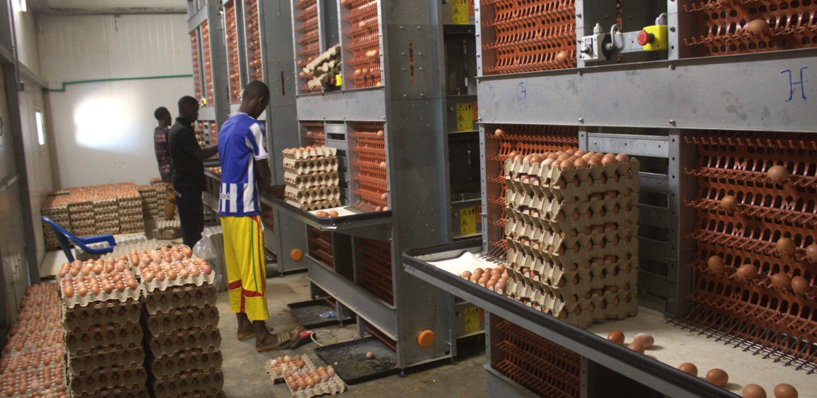 Les Bienfaits des Œufs pendant le Ramadan : Un Choix Sain pour le Sahur en Guinée vue principale des 4 cages