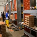 L’excellence avicole au service de la souveraineté. 1777373046139