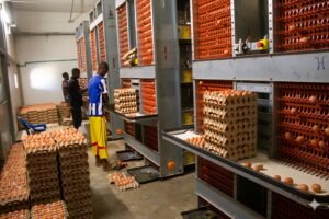 L’excellence avicole au service de la souveraineté.