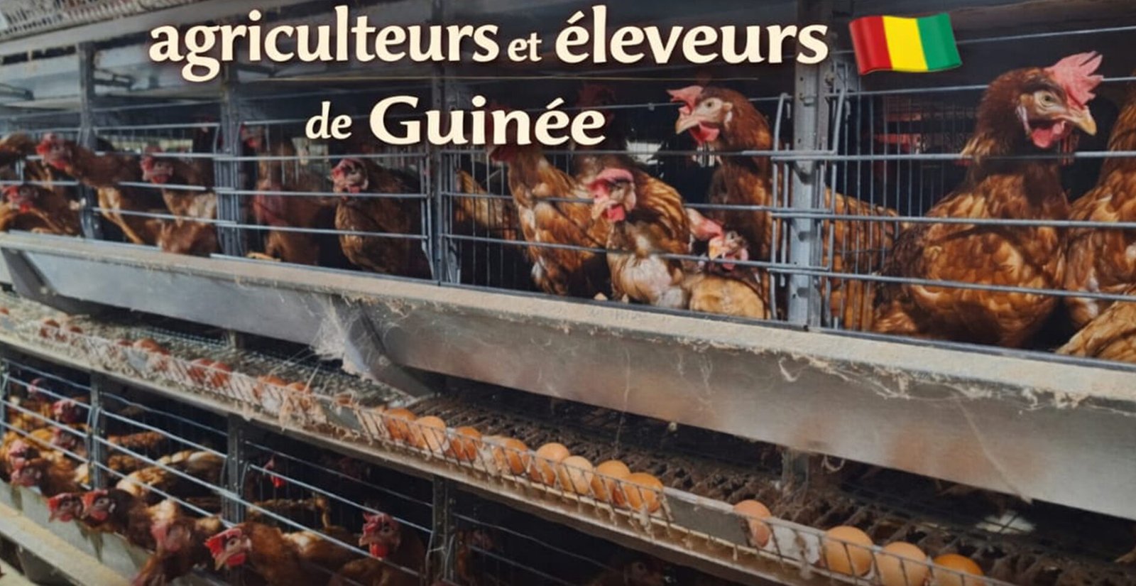 Investir pour la Guinée, même sans aide bon vendredi et logo fini