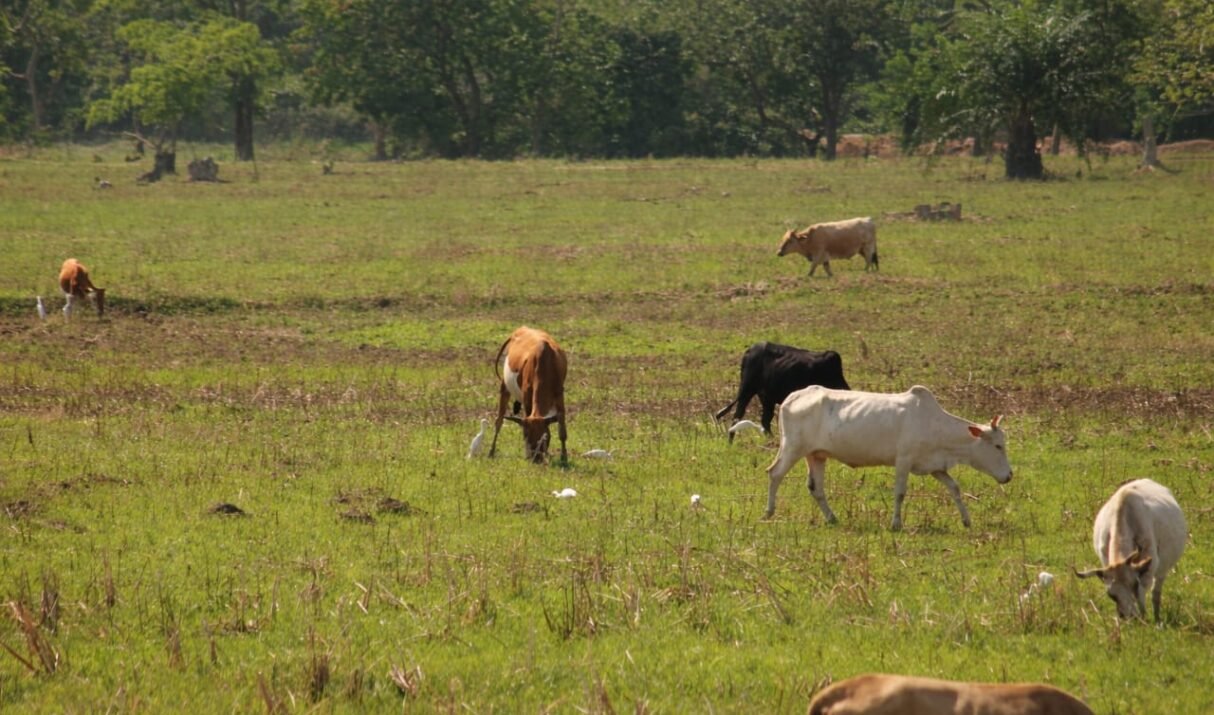 Guinée : lancement de la campagne agricole 2026-2027 à Koba