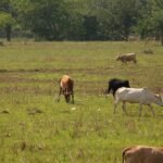 Guinรฉe : lancement de la campagne agricole 2026-2027 ร Koba campagne agricole koba ok