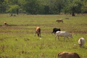 Guinée : lancement de la campagne agricole 2026-2027 à Koba