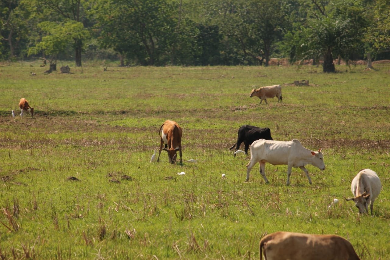 campagne agricole koba ok