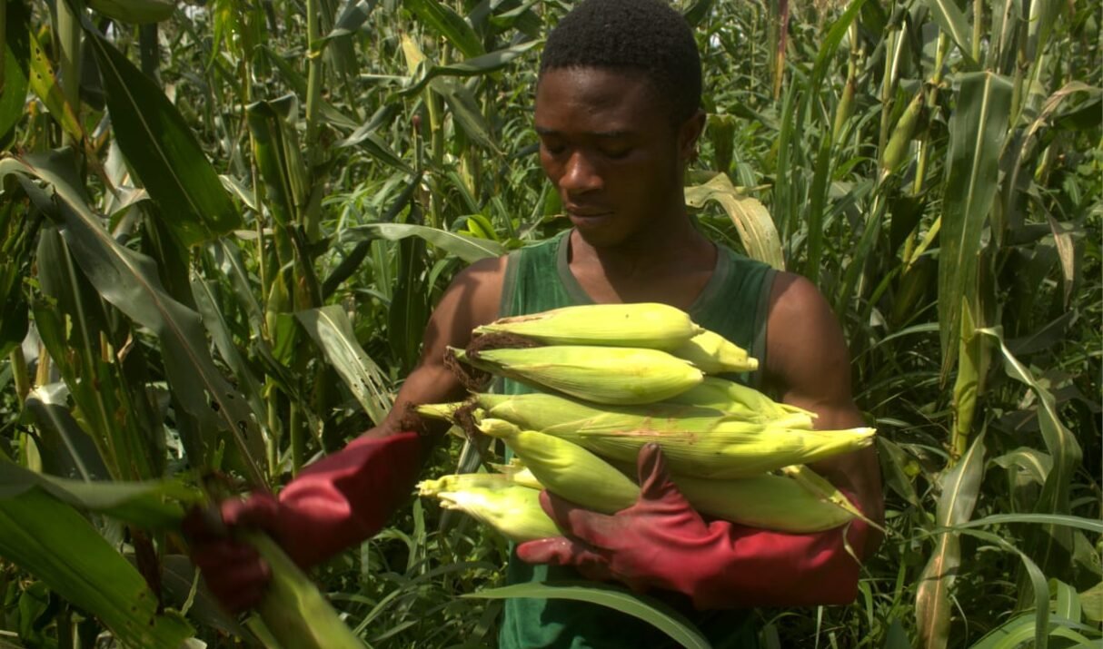 𝗥ÉU𝗦𝗦𝗜𝗥 𝗦𝗔 𝗖𝗔𝗠𝗣𝗔𝗚𝗡𝗘 𝗗𝗘 𝗠𝗔Ï𝗦 : 𝗟𝗘𝗦 𝗖𝗟É𝗦 𝗗𝗨 𝗦𝗨𝗖𝗖È𝗦