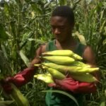 𝗥ÉU𝗦𝗦𝗜𝗥 𝗦𝗔 𝗖𝗔𝗠𝗣𝗔𝗚𝗡𝗘 𝗗𝗘 𝗠𝗔Ï𝗦 : 𝗟𝗘𝗦 𝗖𝗟É𝗦 𝗗𝗨 𝗦𝗨𝗖𝗖È𝗦 maïs 4 ok