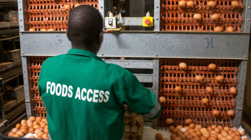 Guinée : l’aviculture peut-elle devenir le moteur de l’autosuffisance alimentaire ?