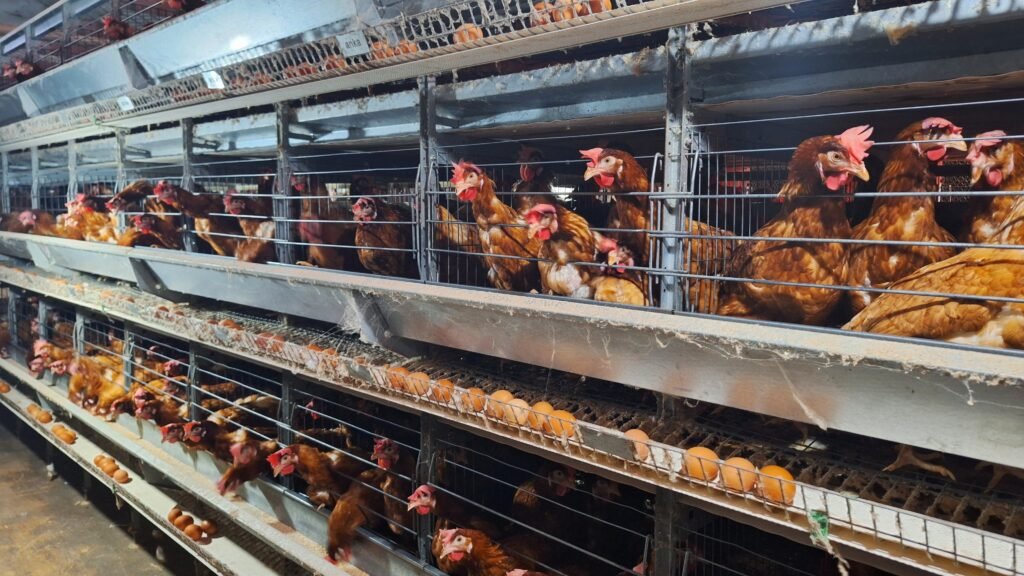 Pénurie d’œufs à Labé : derrière la hausse des prix, toute une filière sous pression poules en battérie