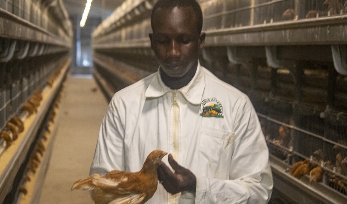 Au cœur de la poussinière moderne de Foods Access Guinée