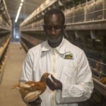 Au cœur de la poussinière moderne de Foods Access Guinée poussinière kiabou