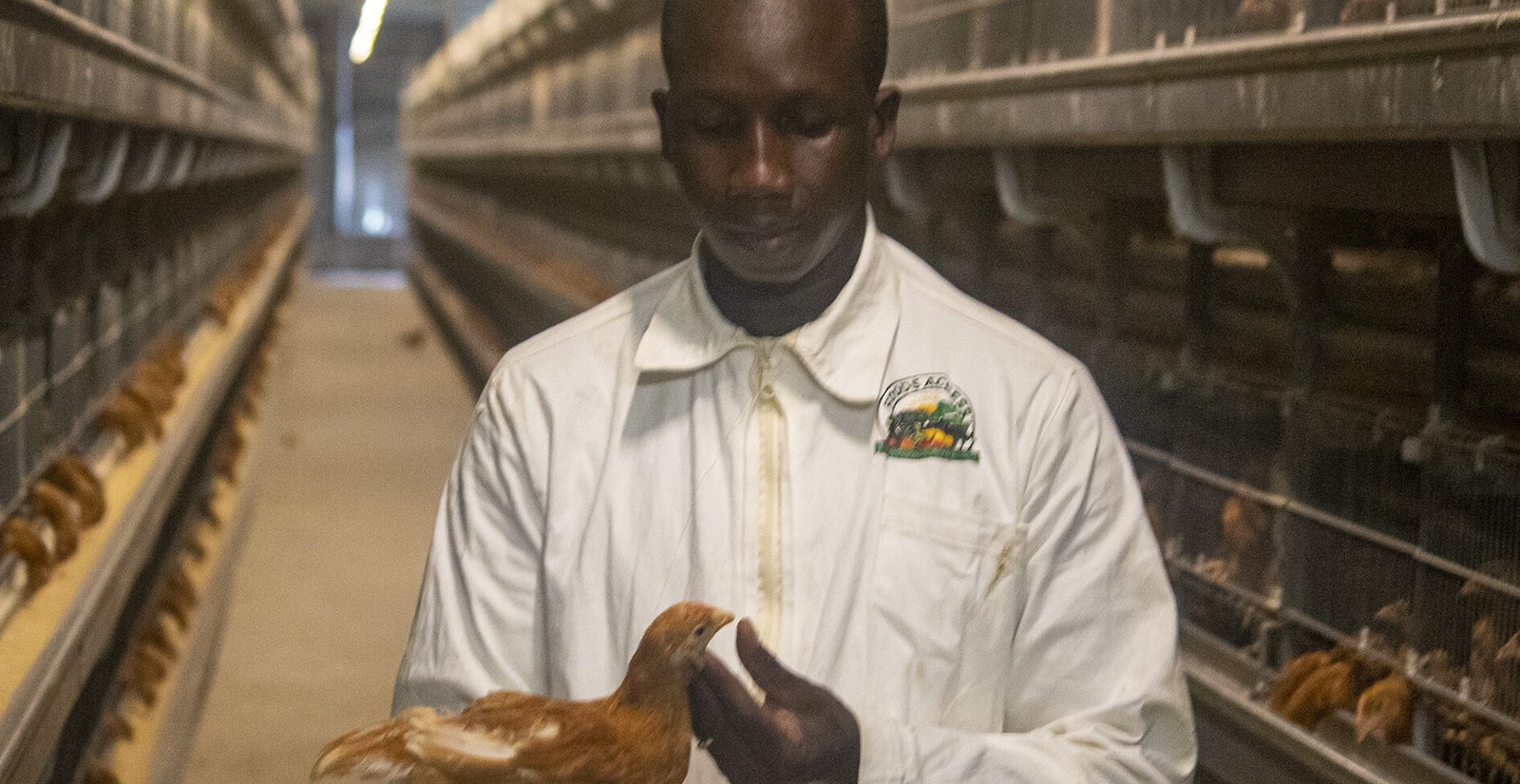 poussinière kiabou