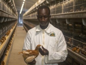 Au cœur de la poussinière moderne de Foods Access Guinée