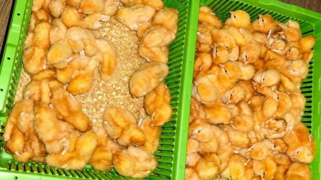 +43 000 poussins arrivent à Conakry