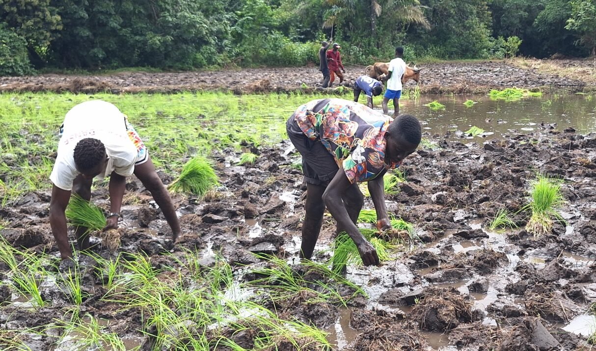 Journée Mondiale de l’Agriculture : Cultiver la terre, soutenir la jeunesse