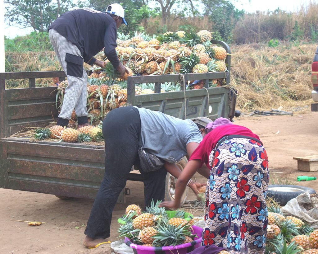 jm alimentation 26 ananas