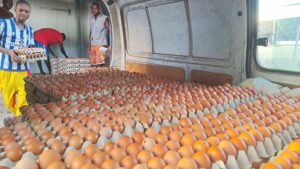 141 œufs en 8 minutes : L&rsquo;histoire folle qui fait rire toute l&rsquo;équipe de Foods Access Guinée