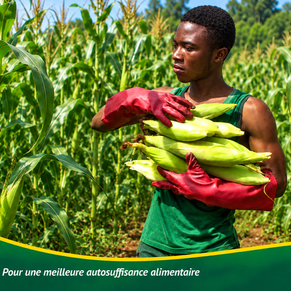 récolte maïs foods access kindia 2 bon