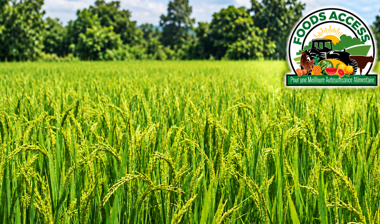 Mécanisation agricole en Guinée : entre disponibilité des équipements et réalités des producteurs