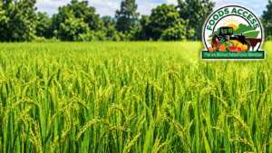 Mécanisation agricole en Guinée : entre disponibilité des équipements et réalités des producteurs