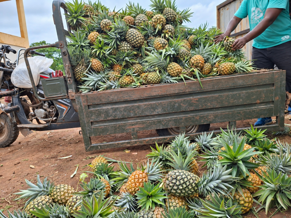 marché de récolte d’ananas en plein air