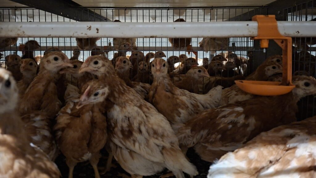 poulettes dans les battéries