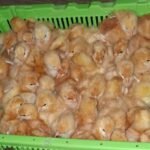 poussins 2