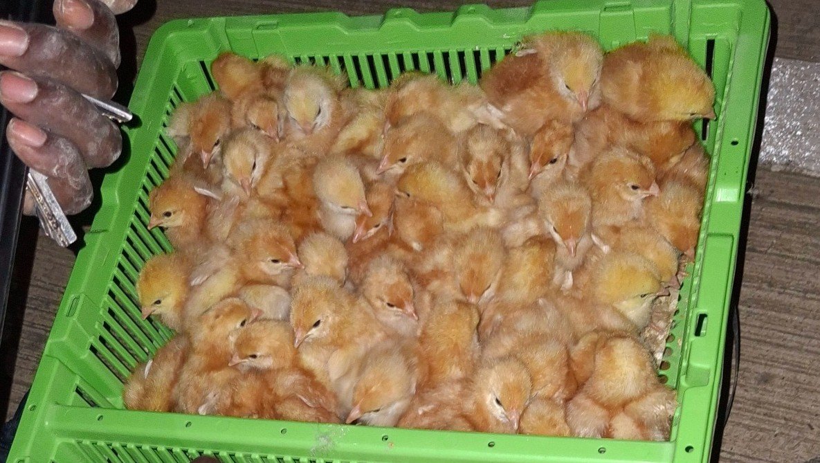 poussins 2