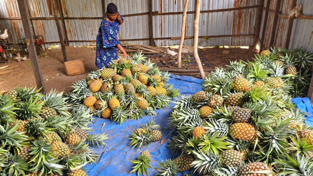 récolte d’ananas sous hangar rustique