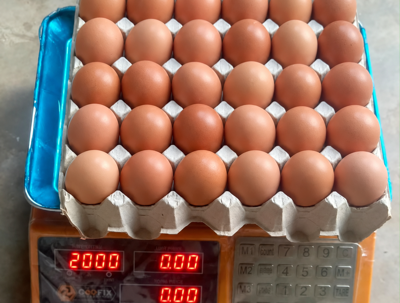 trente gros œufs sur balance numérique